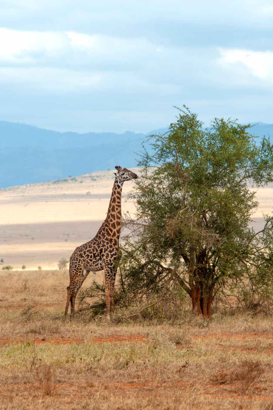 On Safari in Tanzania’s “Garden of Eden” – The Ngorongoro Crater 3 giraffe in Africa by tree