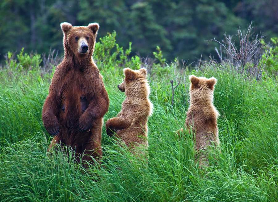 Where to See Bears in Alaska During June 4 grizly bears at alaska cubs
