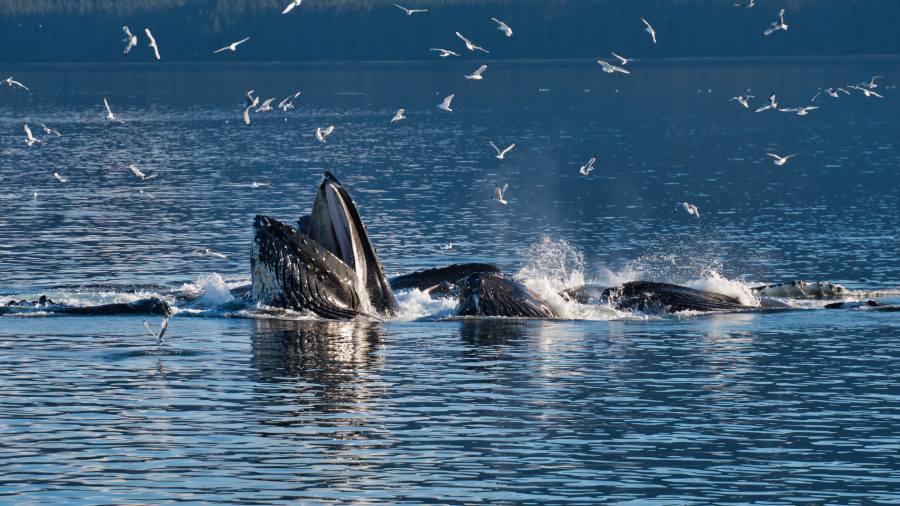 Top Whale Watching Tours in Alaska 4 whales and seaguls in Alaska waters