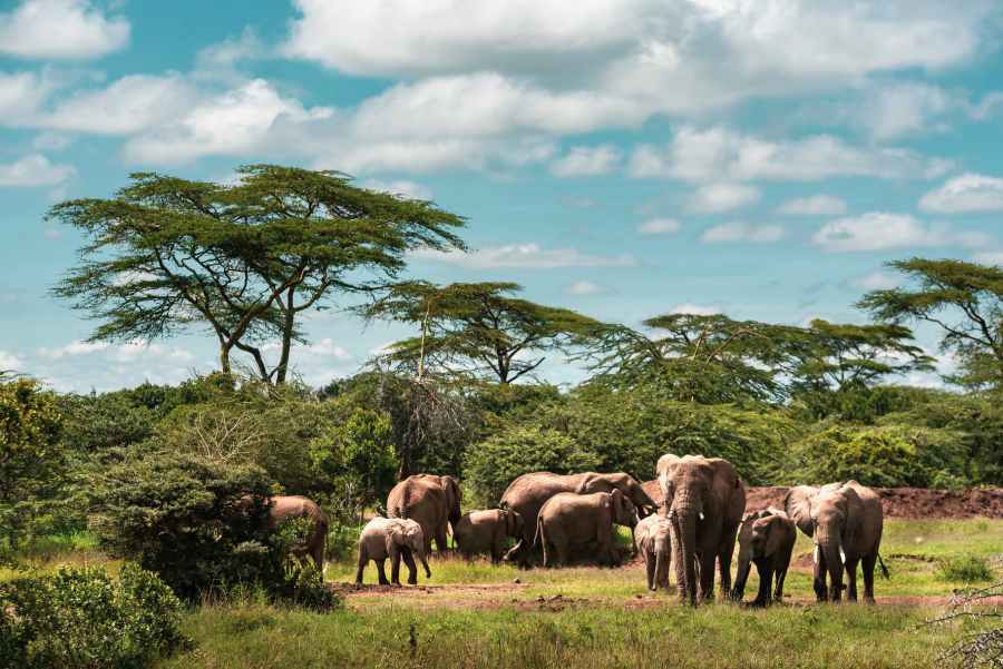 Tanzania’s Top 5 National Parks 2 herd-of-african-elephant-loxodonta-africana