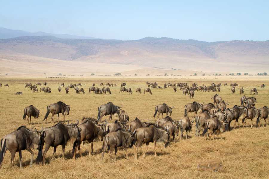 Two Unique Safari Options to Experience Tanzania 2 herd of wildebeests eating grass in Africa