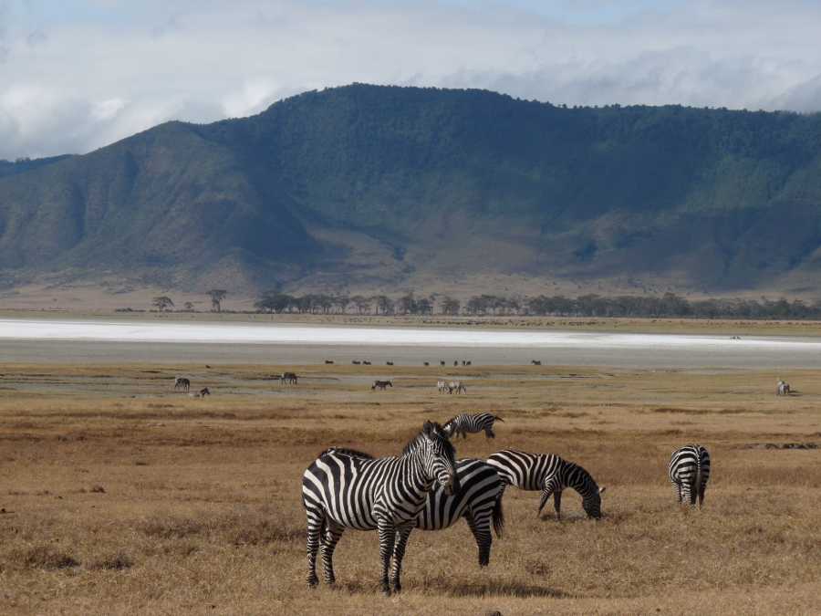 How to Plan Your Serengeti Safari Trip 3 zebra on plains in Africa with mountains