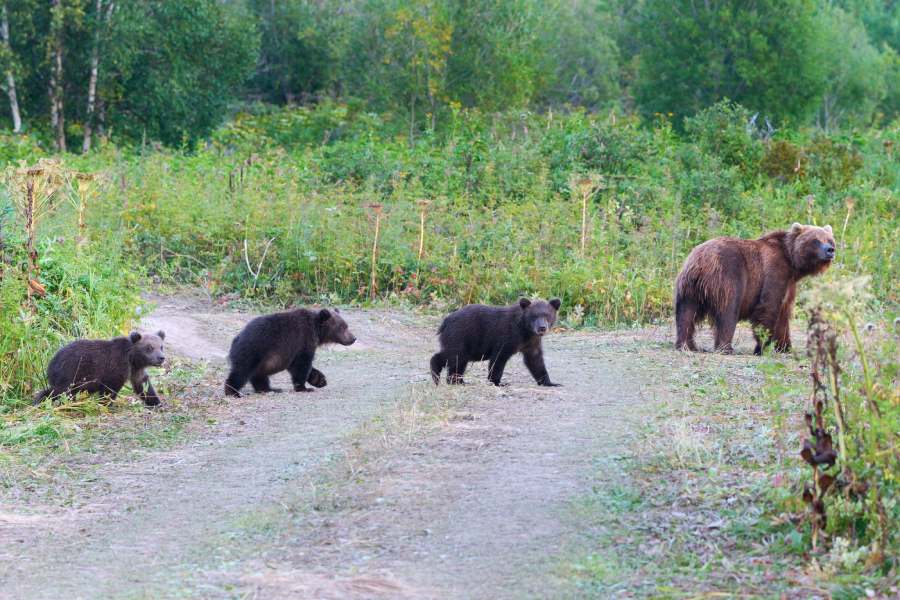 Experience a Spectacular Summer in Alaska 4 Alaskan brown bears walking across road in summer