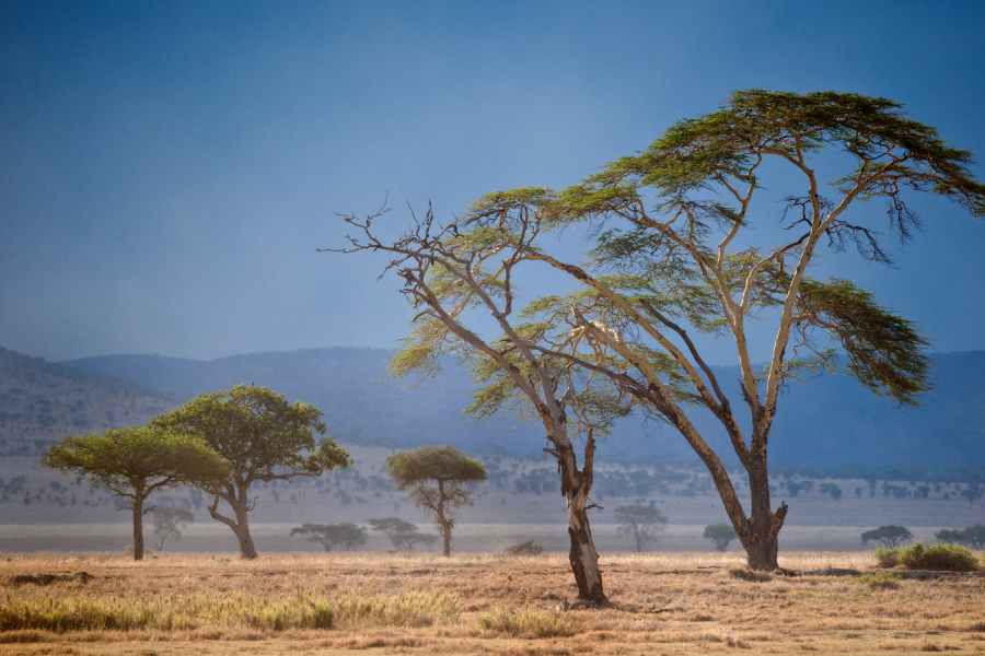 How to Find the Best Safari Experience in Africa 3 Tanzania safari in Africa