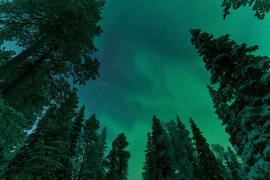 Chase the Aurora in Anchorage: Northern Lights in the City 3 scene of aurora borealis above Alaskan forest