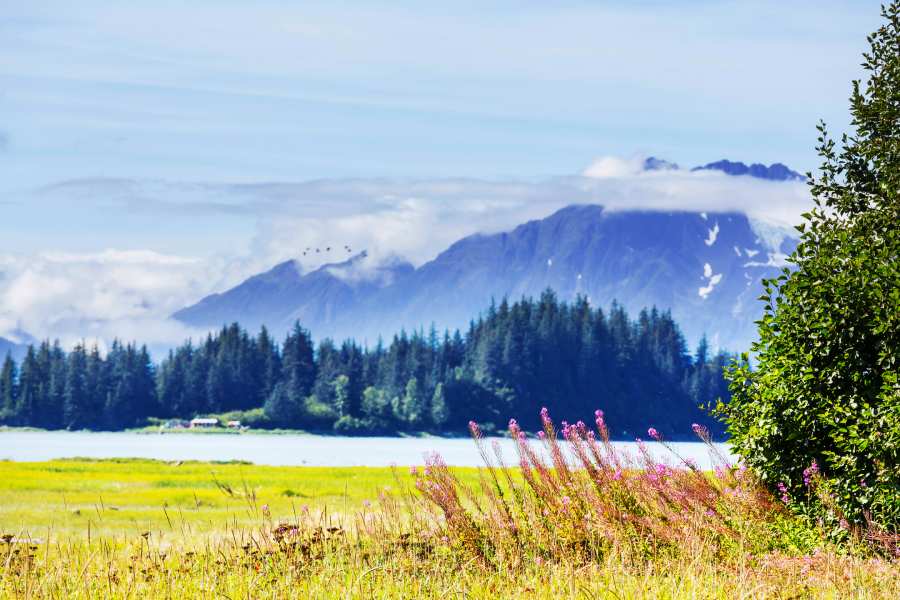 Top-Rated Small Group Tours Across Alaska 3 meadow in alaska