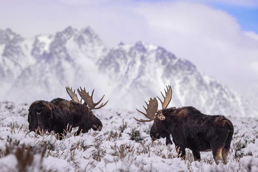 Alaskan moose in the winter Moose in Alaska by mountains in winter