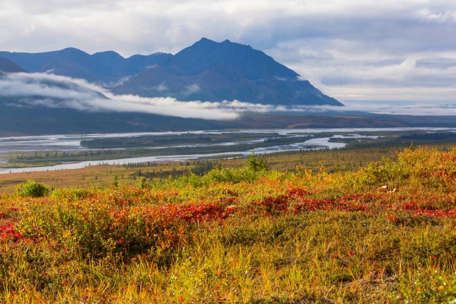 Best Tours to Take in Denali National Park 3 denali alaska lanscape