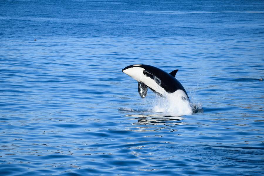 Can You See Killer Whales in Alaska? Best Places and Seasons 4 Orca whale jumping out of water in Alaska