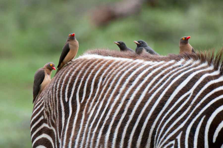 Get Your Custom 10-Day Tanzania Safari Itinerary 3 red billed oxpecker Africa