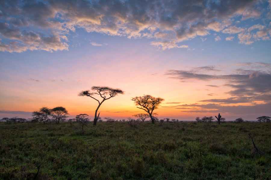 Awe-Inspiring Tanzania Safari Packages for Every Traveler 2 beautiful sunset on savanna in Africa