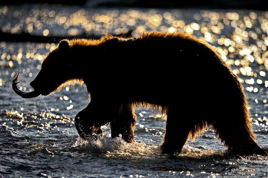 When to See Bears in Alaska for Peak Viewing 3 Bear in water carrying fish