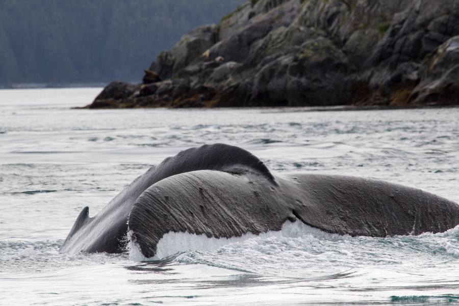 Best Time to Visit Alaska for Whale Watching 3 humpback whale tale out of water in Alaska