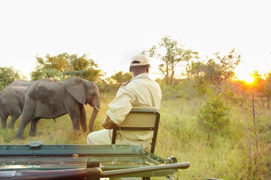 How to Find the Best Safari Experience in Africa 2 Tanzania safari elephants