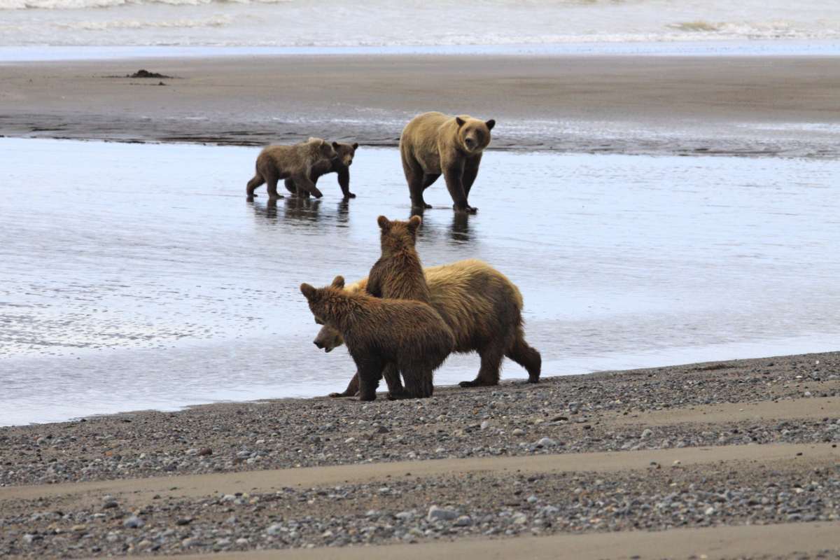 Alaska Travel Tours in the Southwest Region 4 bear viewing in Alaska