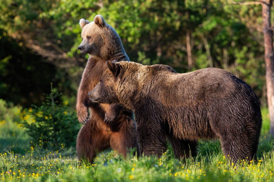 Alaska Peninsula Brown Bear Facts Every Visitor Should Know 3 two brown bears in Alaska forest