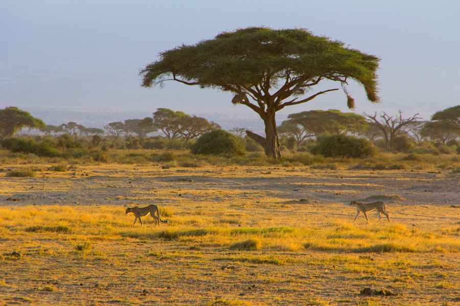 Best Places to See Wildlife on an African Safari 2 Cheetahs walking through the savannah in Africa