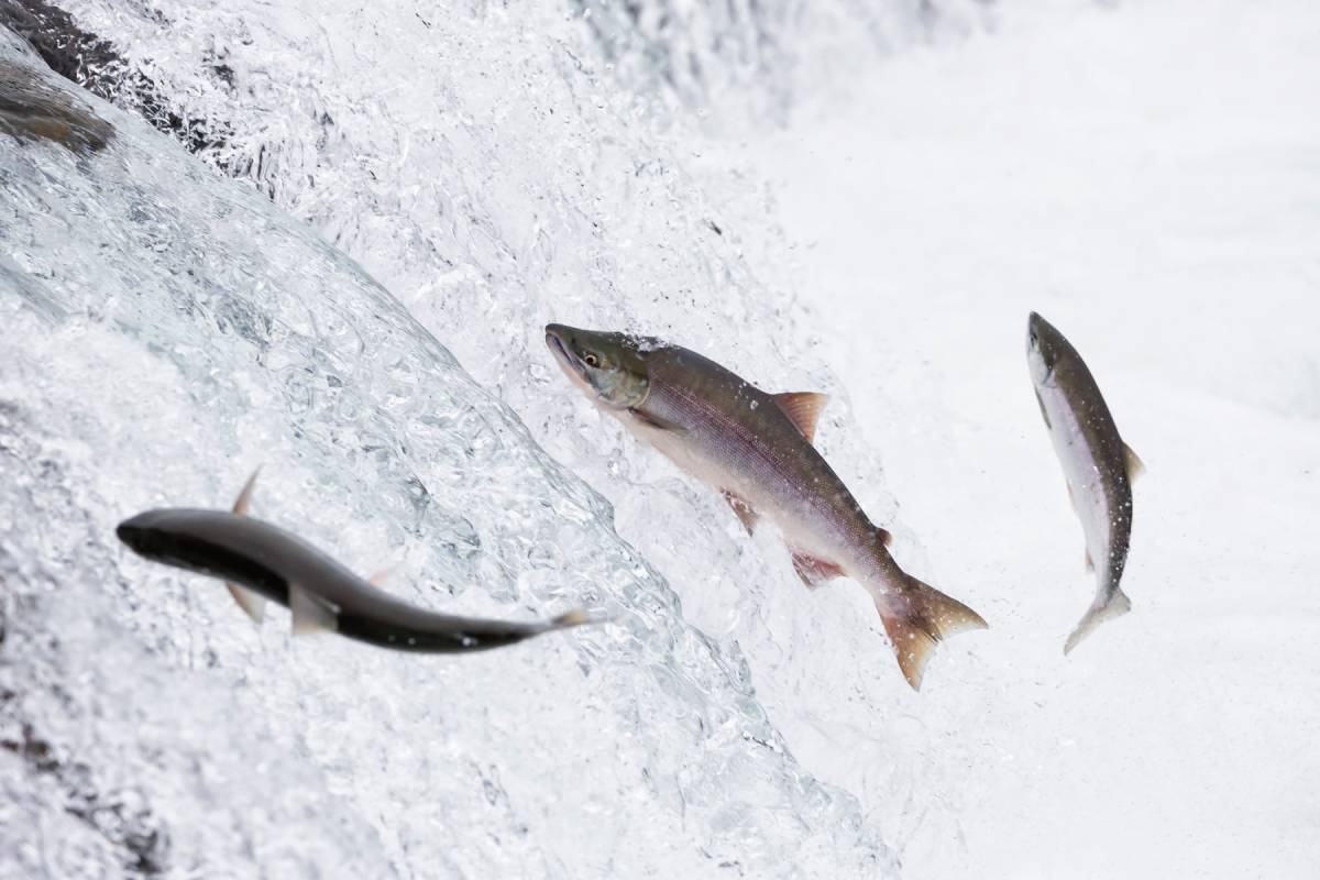 Why Do Grizzly Bears Feed on Salmon? 4 salmon