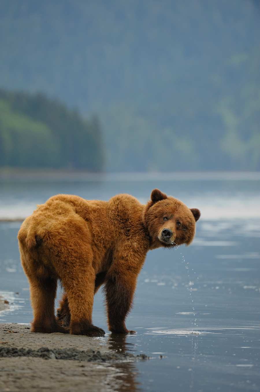How to Plan the Perfect Alaska Summer Vacation 3 brown bear during the summer of Alaska