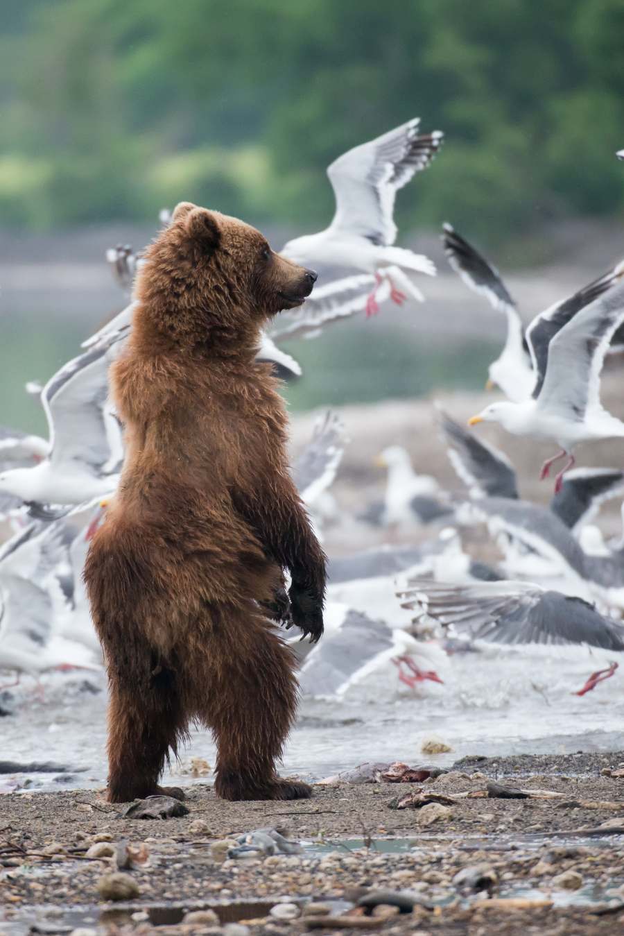 What Alaska Is Like in Summer: Weather, Wildlife, and Activities 3 Brown bear with seaguls in Alaska's summer