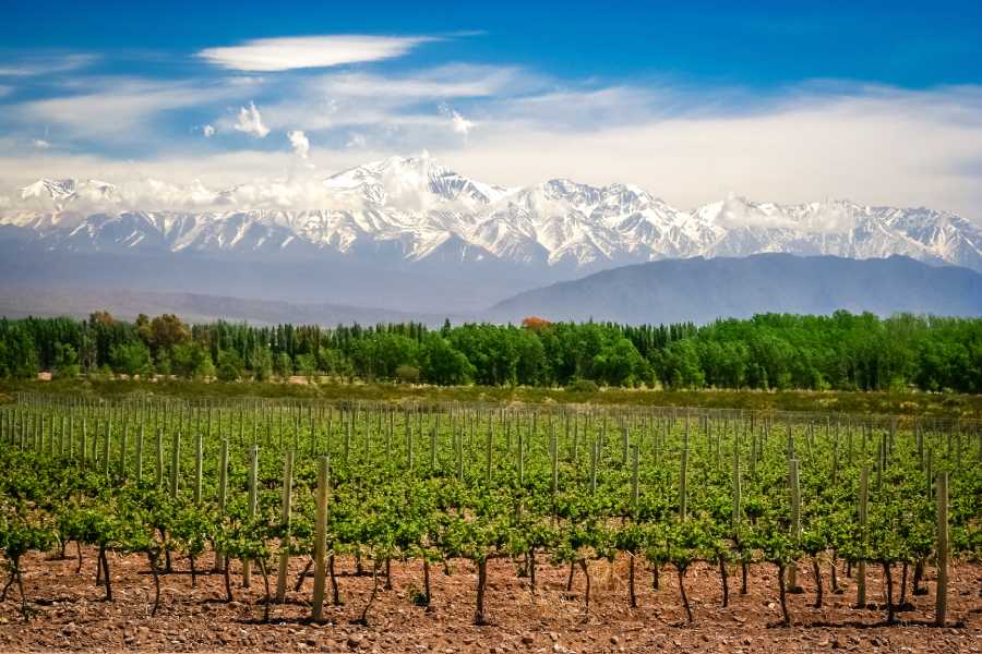 Top 4 Mendoza Wine Tours You Can’t Miss in Argentina 2 vineyards near Mendoza