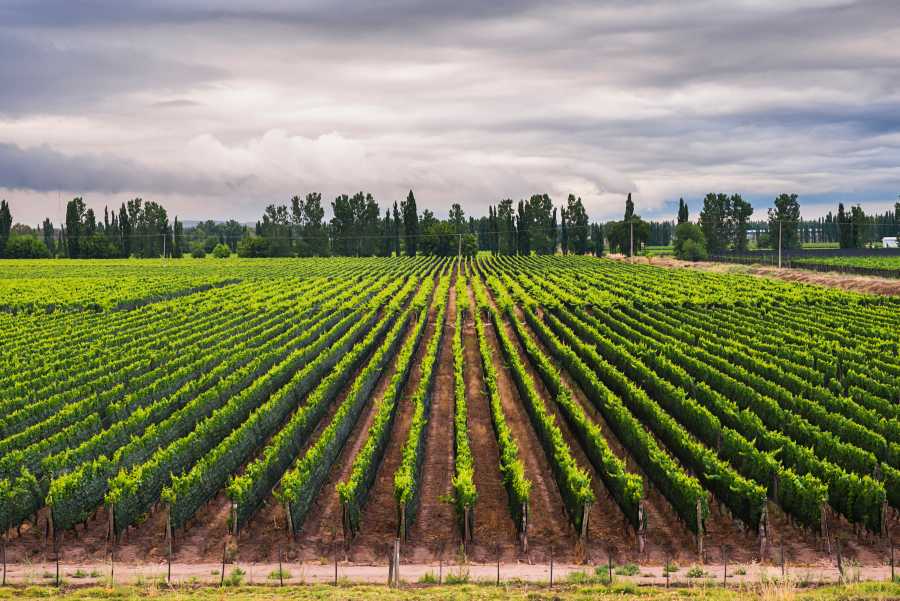 Best Mendoza Wine Tours Starting from Buenos Aires 3 Argentina wine vineyards