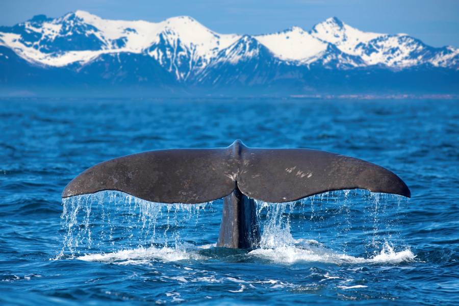 Best Whale Watching Tours in Juneau, Alaska 3 Whale watching in Alaska