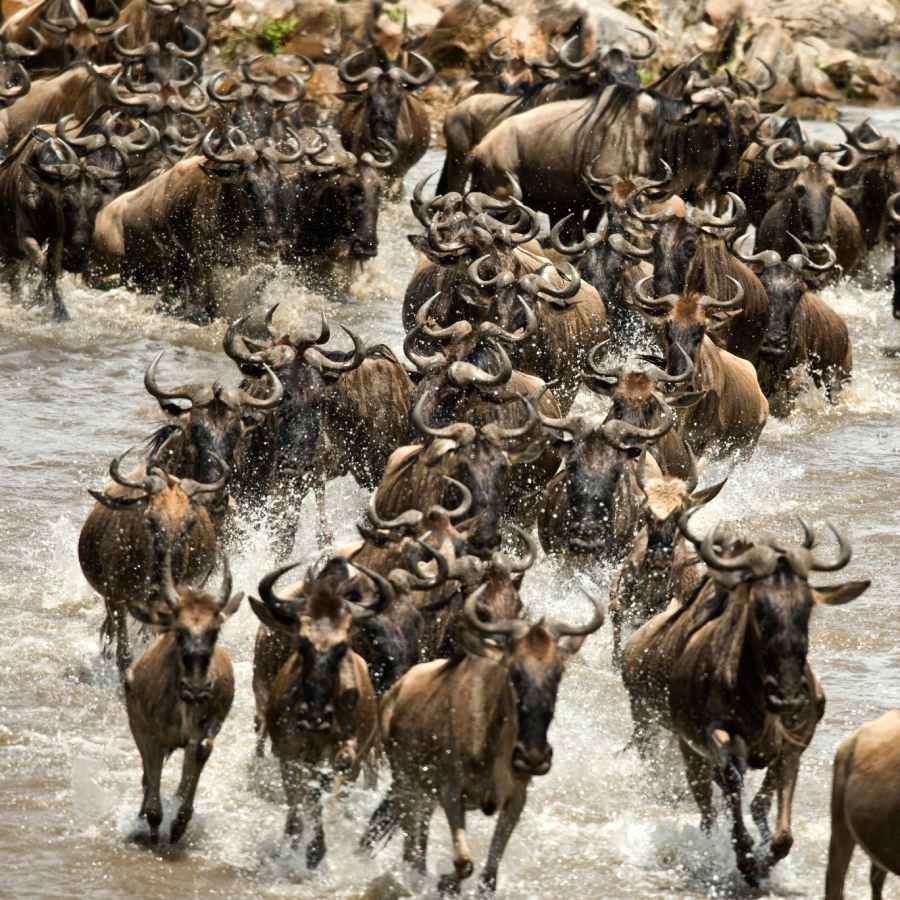 Best Safari Locations Across the Serengeti 3 The great migration in Serengeti National Park