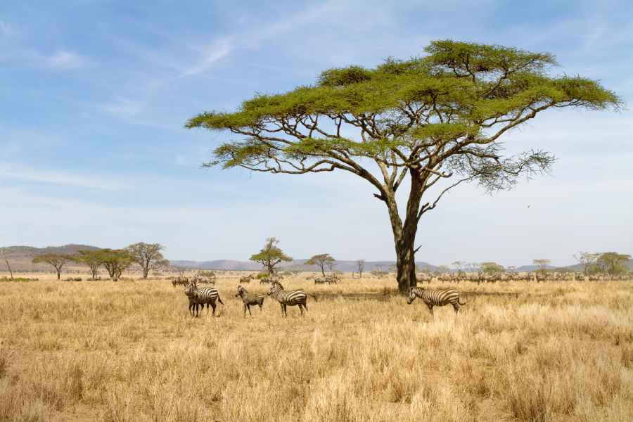 Tips for Booking a Great Migration Safari in Africa 2 zebras grazing in golden field under tree Tanzania