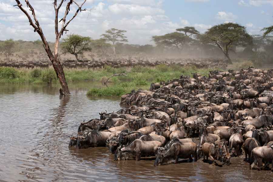 Explore the Three Regions of Serengeti National Park 3 Great Migration Wildebeest crossing river in Africa