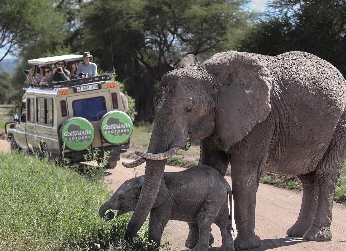 Discovering Africa's Big Five 2 Africa's big five the elephant and it's calf crossing the road