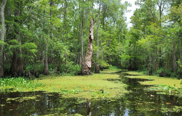 Gators and Gumbo:<br/> An Interview with Gondwana Guide John Stewart 6 Louisiana Tour Guide Interview e1714402552734