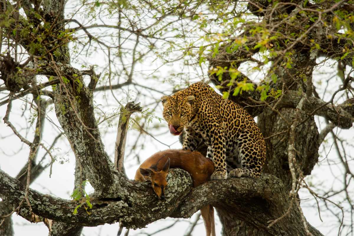 Discovering Africa's Big Five 4 Africa's big five, the leopard in a tree with prey