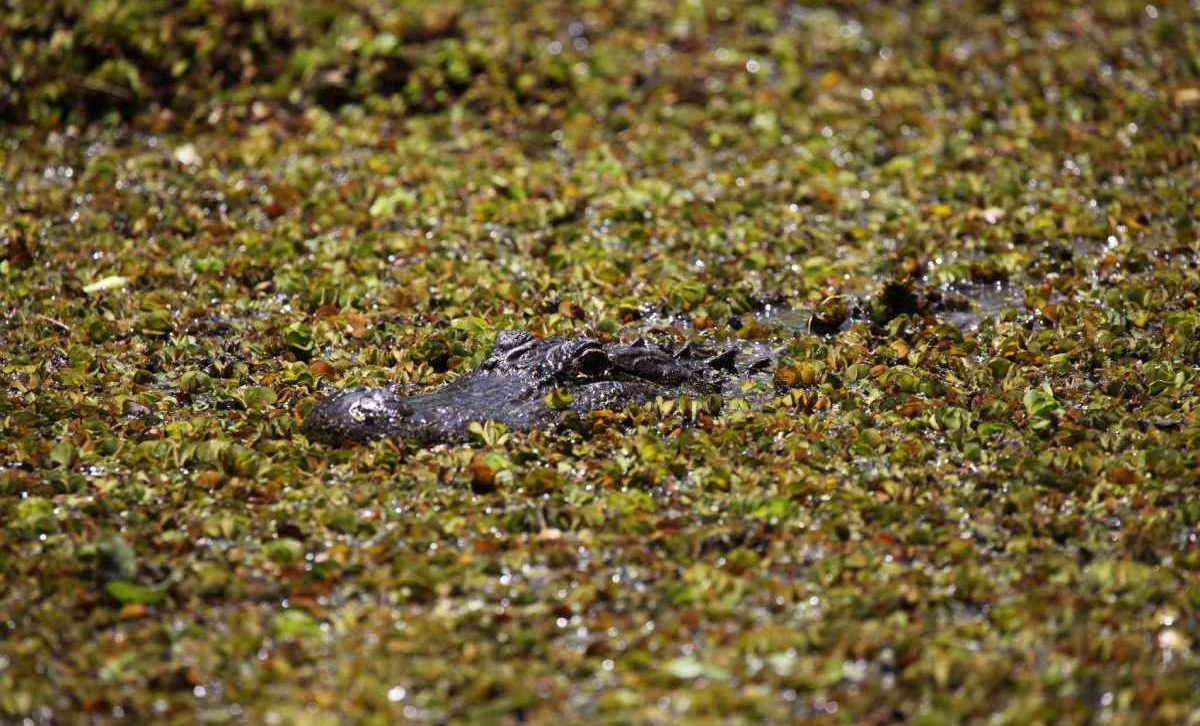 Exploring Louisiana: Be Transported to Another Country 4 American Alligators can be seen when exploring Louisiana. This Alligator floats on top of a body of water, camouflaged by vegetation