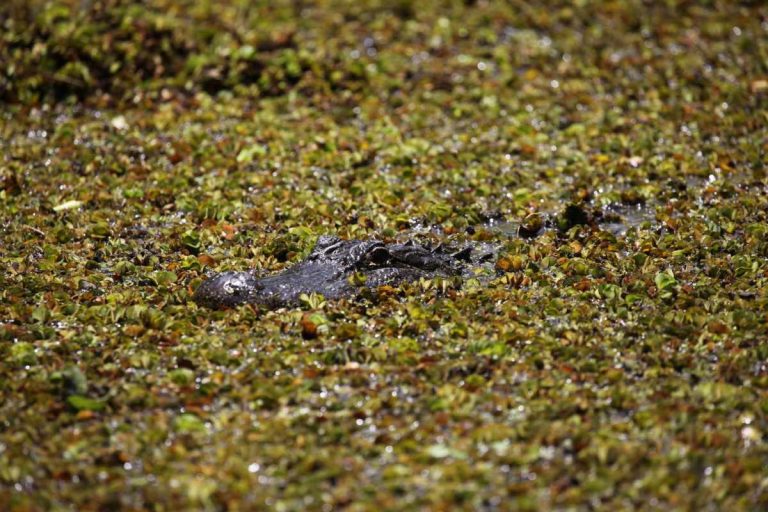 Exploring Louisiana: Be Transported to Another Country 4 An American Alligator floats on top of a body of water, camouflaged by vegetation