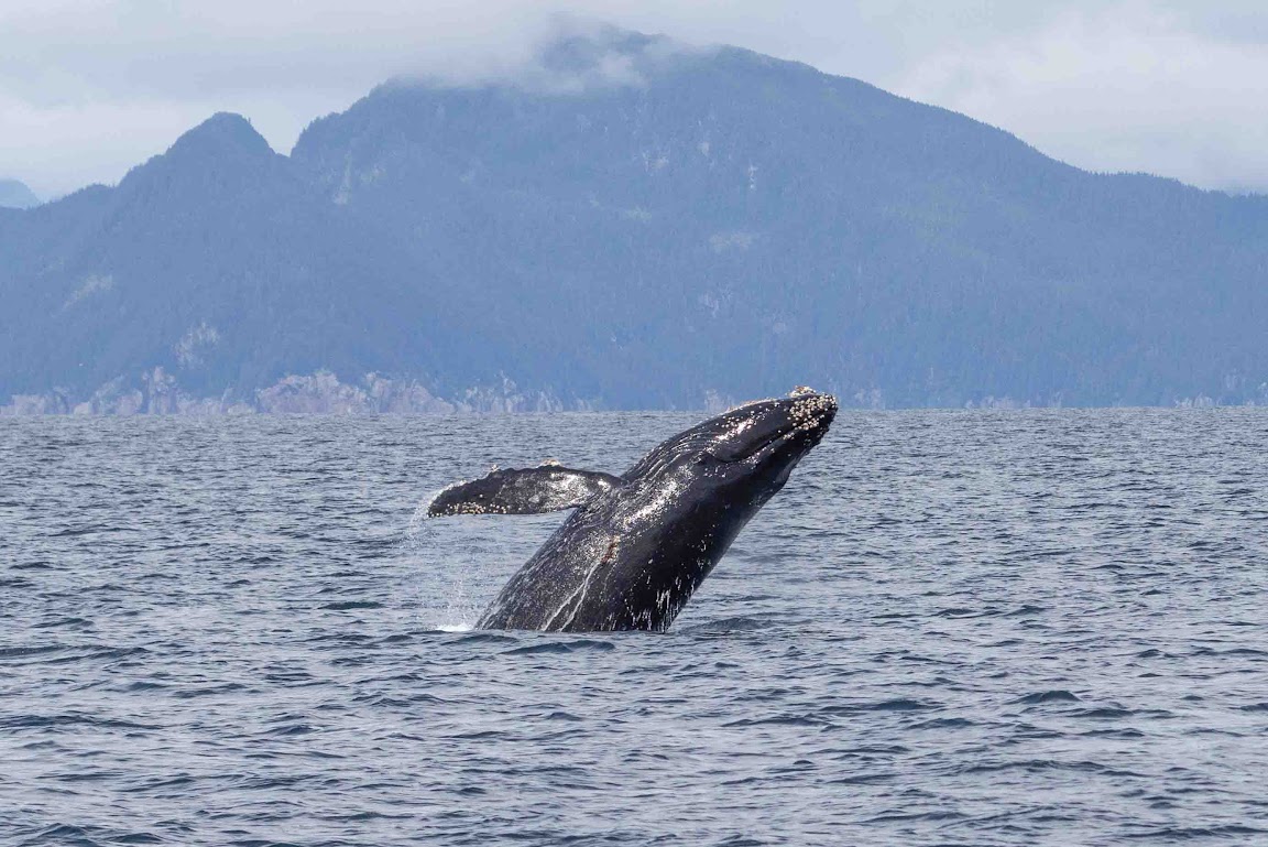 Kayak A Wildlife Paradise 5 Alaska: Glaciers & Grizzlies Adventure Whale Breaching