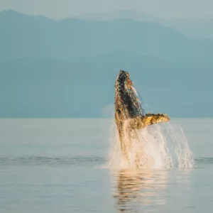 Alaska: Whales & Waterfalls Yacht Adventure 19 Whale breach in Alaska