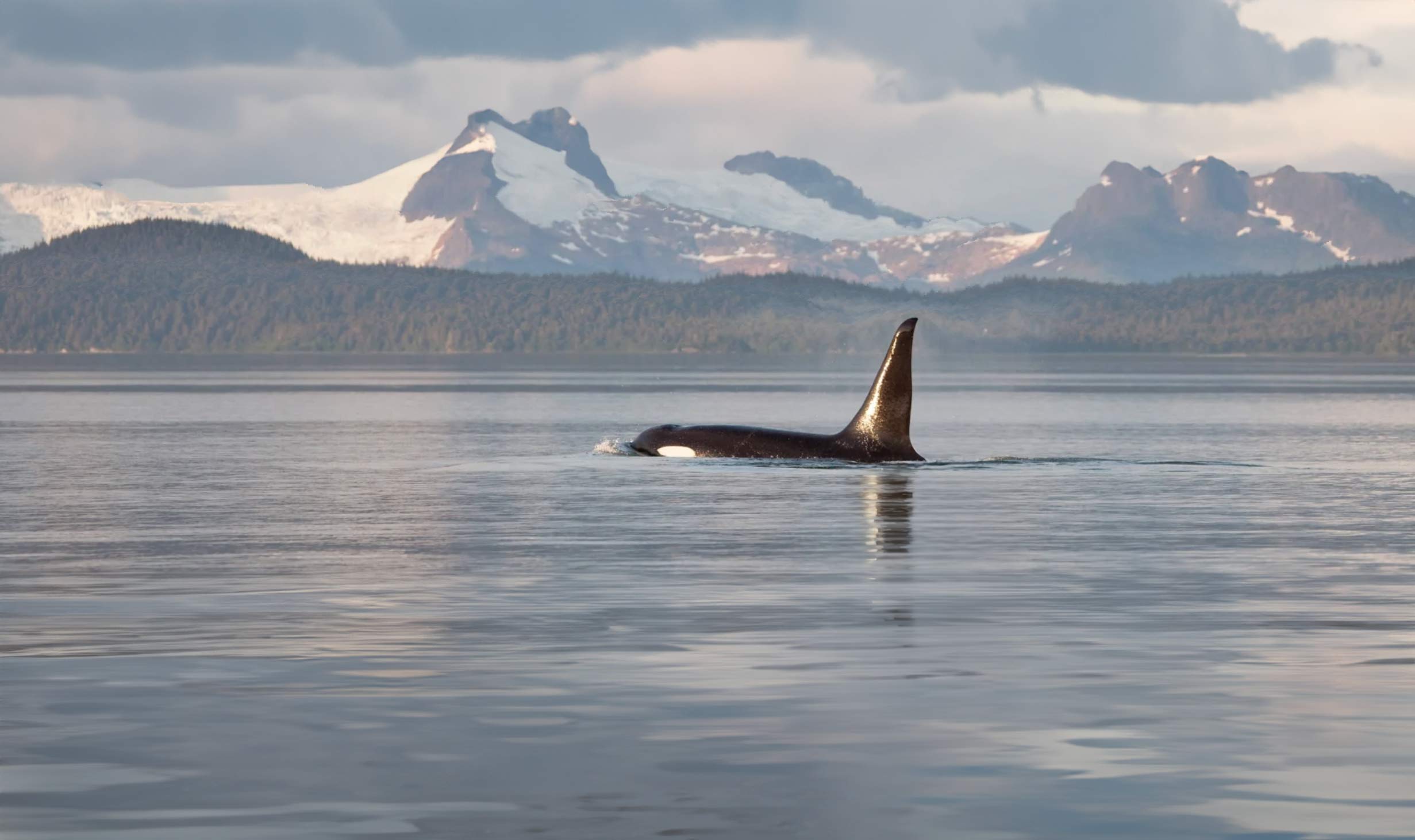 Alaska: Navigating the Inside Passage 1 A an Orca in the ocean in Alaska, there are mountains in the background