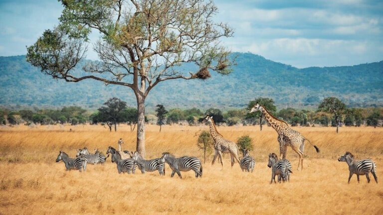 Tourism in the Serengeti: The Problems and Solutions 2 tanzania