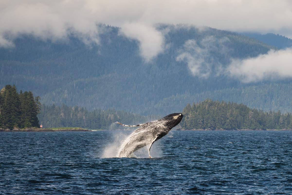 Alaska: Navigating the Inside Passage 4 humpback whale breaching in the Fredrick Sound