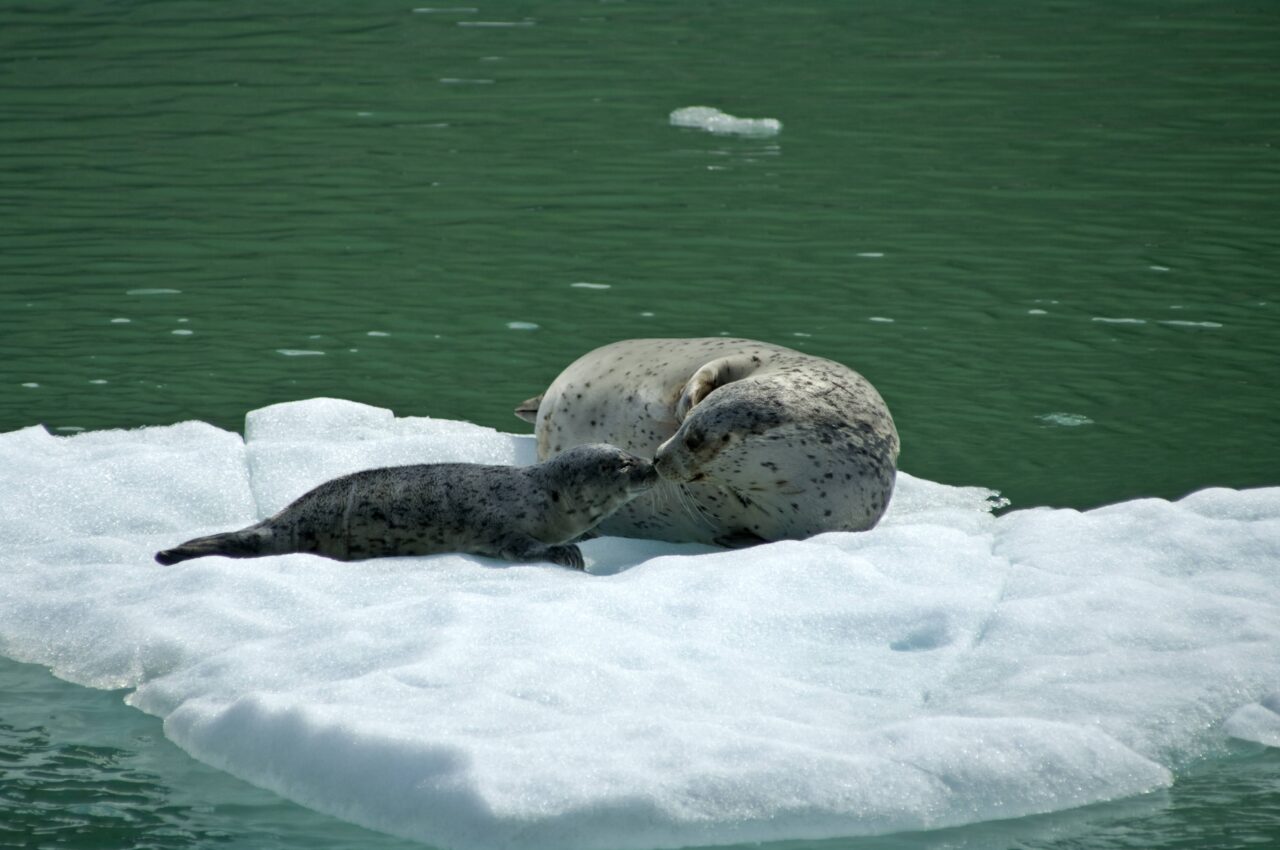 Alaska: Navigating the Inside Passage 3 A Harbor Seal and her pup float on a small iceberg on the waters of the Inside Passage in Alaska