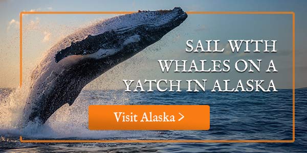 see whales in alaska