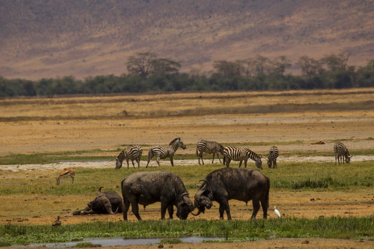 Kilimanjaro and Serengeti Tours: Epic Adventures with Gondwana 2 landmarks of the serengeti