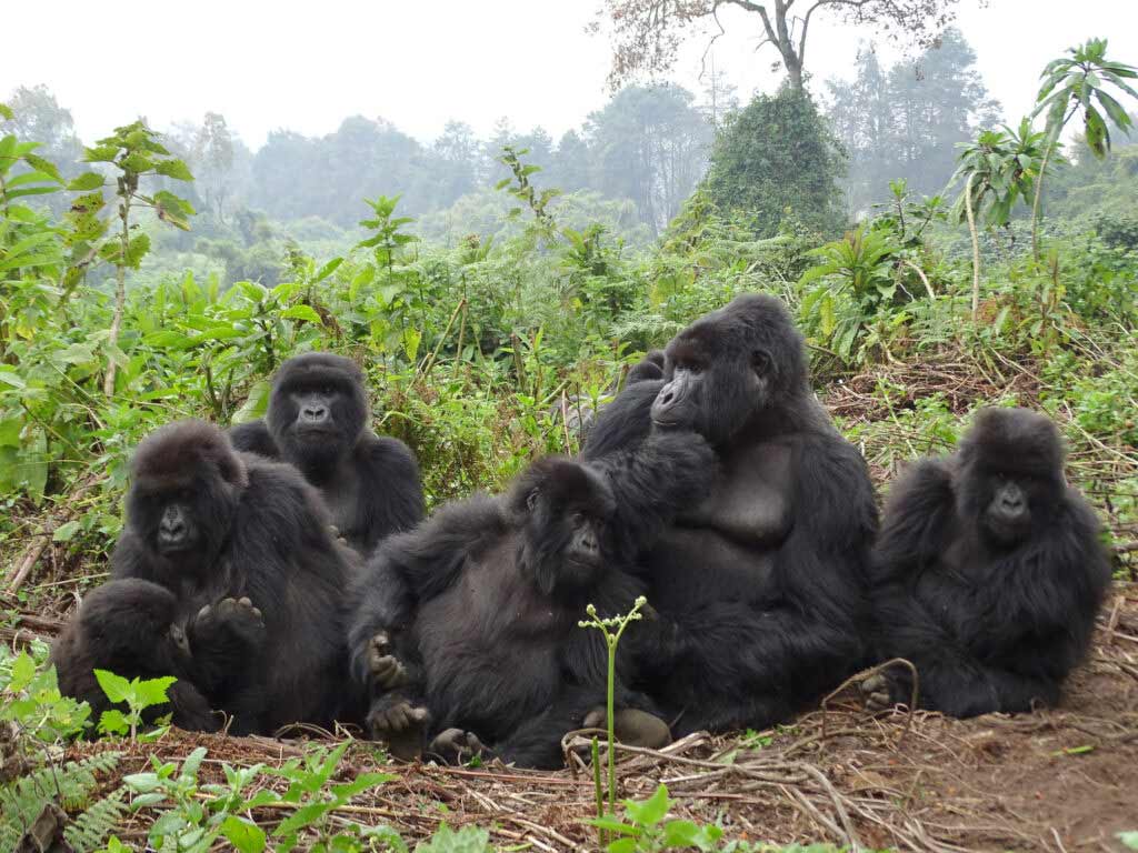 Explore Rwanda: 5-Day Or 10-Day Tour 2 Group of Gorillas in Rwanda Jungle Tour