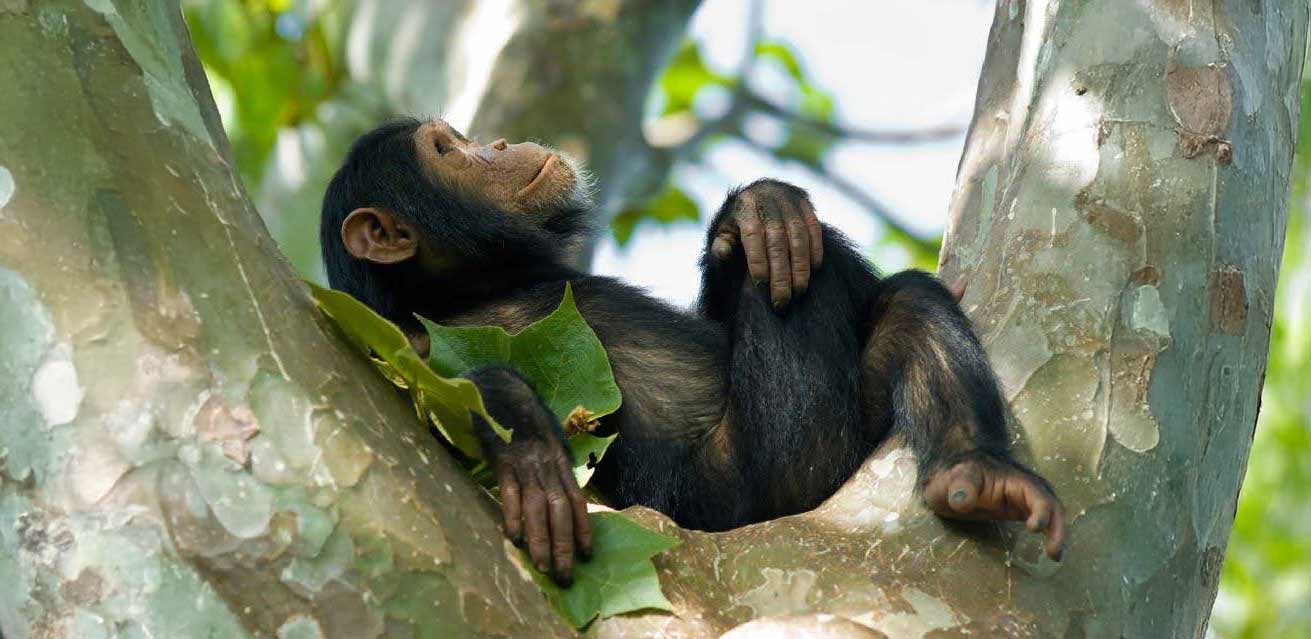Explore Rwanda: 5-Day Or 10-Day Tour 1 chimp relaxing in rwanda