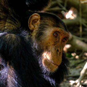 Rwanda: Gorillas, Chimps & National Parks Adventure 12 rwanda chimpanzees