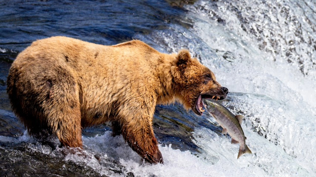 The Best of Alaska in the Summer 4 An Alaska Grizzly bear catching salmon in Brooks Falls during the summer months
