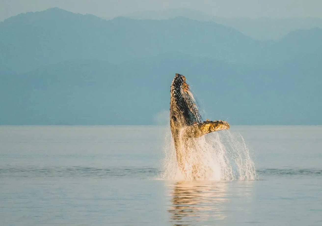 Bucket List Tours to the Best Destinations in the World 4 alaska whale watching adventure tour