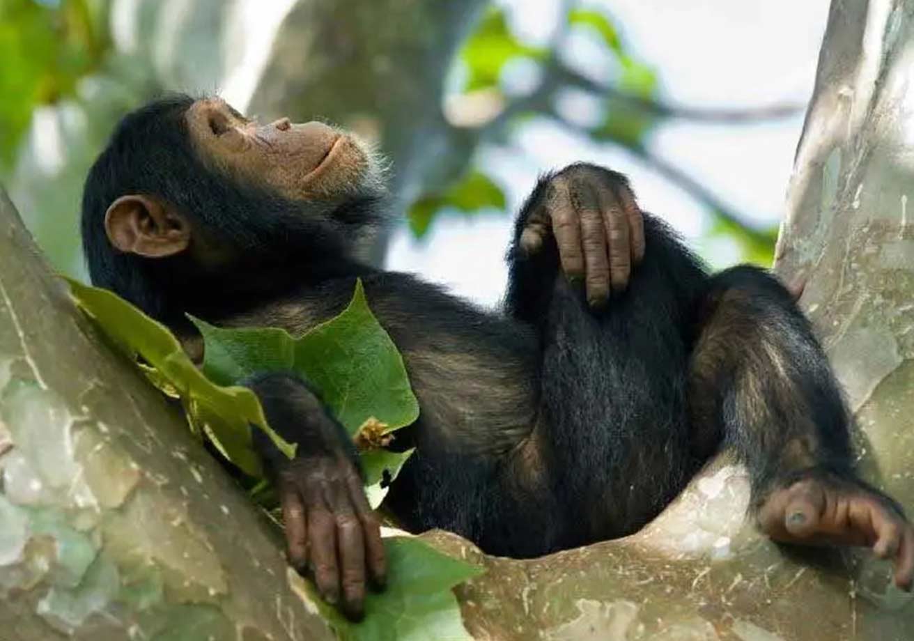 Bucket List Tours to the Best Destinations in the World 10 rwanda chimp adventure tour