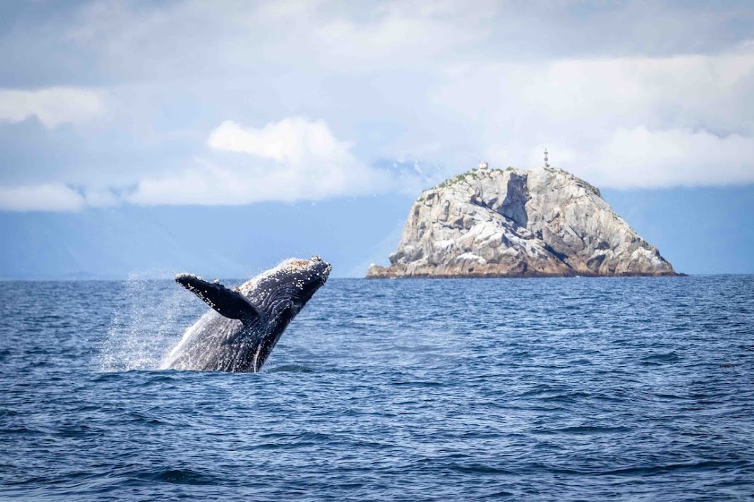 Where to Find Whales in Alaska: Top Viewing Locations 3 Alaska whale